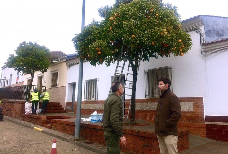 Valverde recogerá 100.000 kilos de naranjas de sus calles con trabajadores del Plan de Empleo Verde