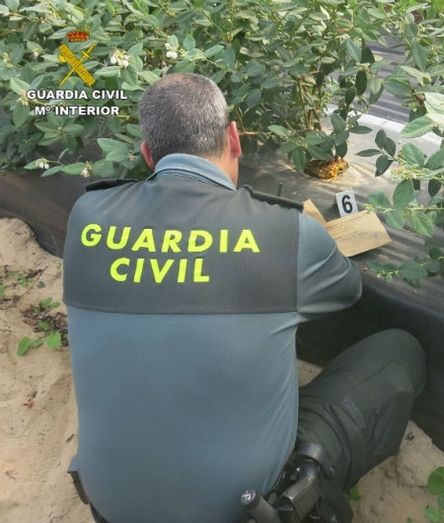 La Guardia Civil interviene casi 125.000 plantas de arándanos sin licencia y por un valor de un millón de euros en diez fincas de Moguer, Lepe, Cartaya y Palos