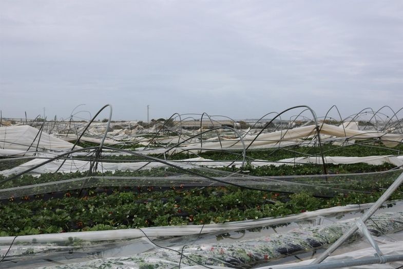 Estiman en tres millones el importe de las indemnizaciones a agricultores por los daños causados por la borrasca Emma