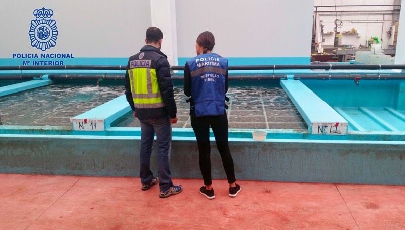 Inmovilizadas diez toneladas de almejas japónicas introducidas ilegalmente en España