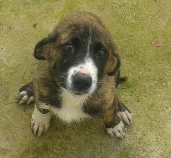 Le quitan a su perro por maltratarlo en estado de embriaguez y ahora está en la Asociación Protectora de Animales a la espera de ser adoptado