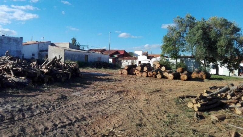 Fiscalía incoa diligencias de investigación tras una tala de árboles en Riotinto