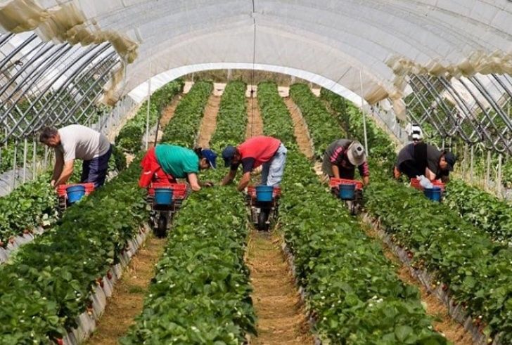 Libertad con cargos para un varón por abusos sexuales y coacciones a trabajadoras en fincas agrícolas