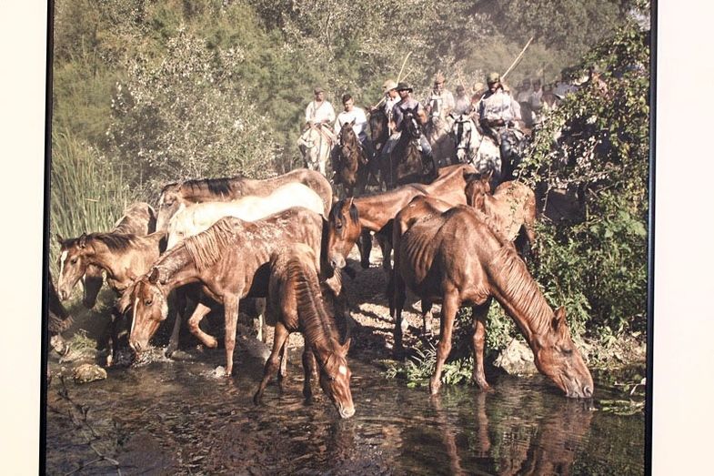 La belleza de la tradición y la conexión con la naturaleza de la 'Saca de las yeguas' llega a la Sala de la Provincia