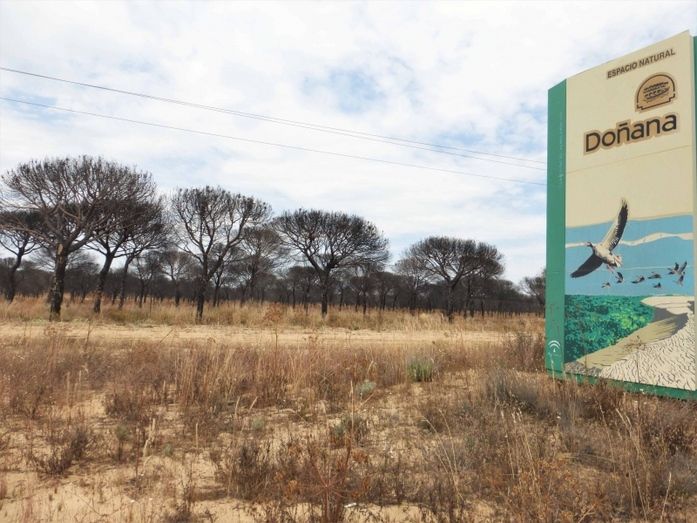 Ecologistas en Acción pide cautela en el plan de restauración del incendio forestal de Doñana