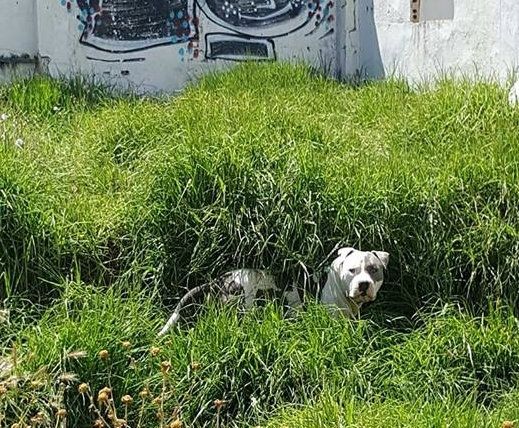 El runrún: En metro y medio hay una vida