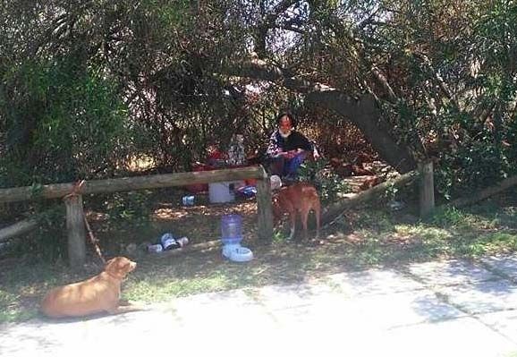 Vecinos de Punta buscan techo para un hombre deshauciado junto a sus ocho perros