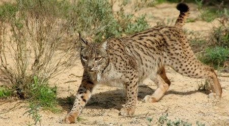 Hallado muerto un ejemplar macho de lince ibérico en el lago artificial del campo de golf de Matalascañas