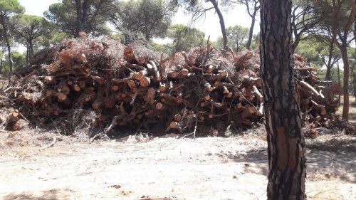 El PP de Aljaraque denuncia el apilamiento de pinos cortados en el monte