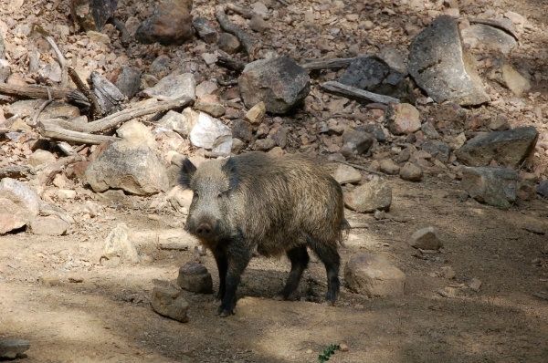 Declaran área de emergencia cinegética la provincia de Huelva para evitar los daños provocados por jabalíes y cerdos asilvestrados