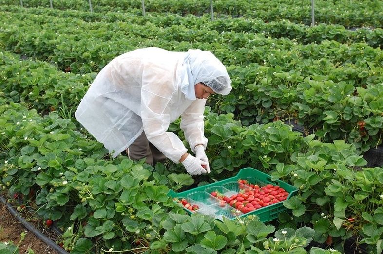 El nuevo convenio del campo recoge una subida salarial y un protocolo para evitar el acoso a temporeras