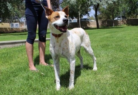 El censo de mascotas en la provincia crece un 9 por ciento en un año