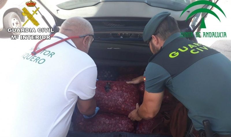 Decomisan una gran cantidad de pulpos y almejas japonesas sin documentación en Isla Cristina y Ayamonte