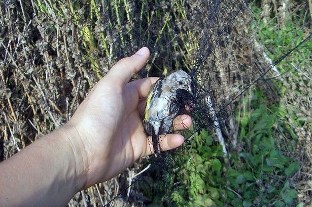 Condenados a pagar más de 1.000 euros por capturar aves no cazables en Punta Umbría