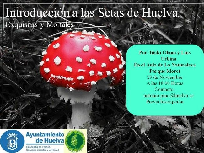 Al menos dos setas mortales aparecen con frecuencia en la provincia de Huelva