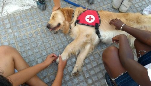 Cruz Roja Huelva ya cuenta con su primer 'perro voluntario', el Golden Retriever Lenny