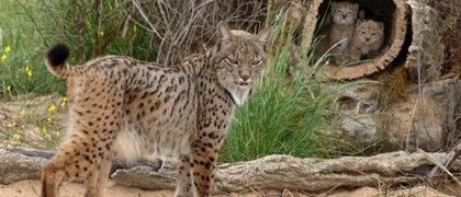 Técnicos del programa Life hallan muerto a un lince de cinco años en una finca de Hinojos
