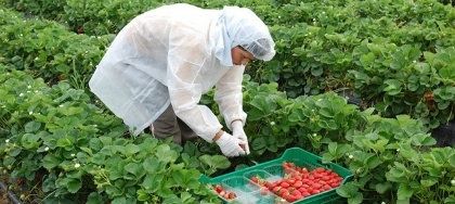 Arranca la campaña de plantación de la fresa, que moverá 'hasta 100.000 empleos en la provincia'