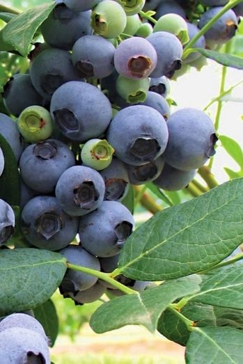 Un vivero de EEUU condenado a pagar un millón de dólares por vender variedades de arándanos ilegales a productores de Huelva