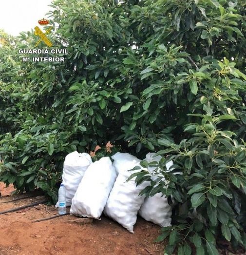 La Guardia Civil evita el robo de 600 kilos de aguacates en una finca de Lepe