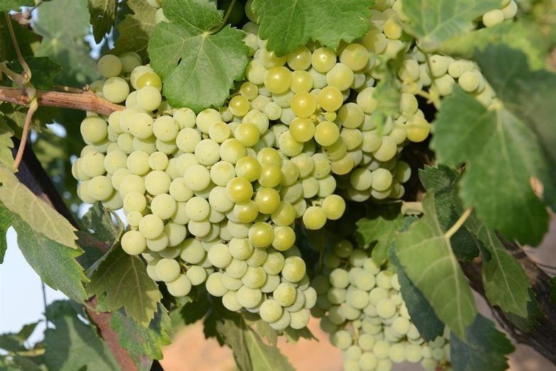 La producción del Condado, a punto de finalizar la vendimia, crece un 20% y supera los 32 millones de kilos