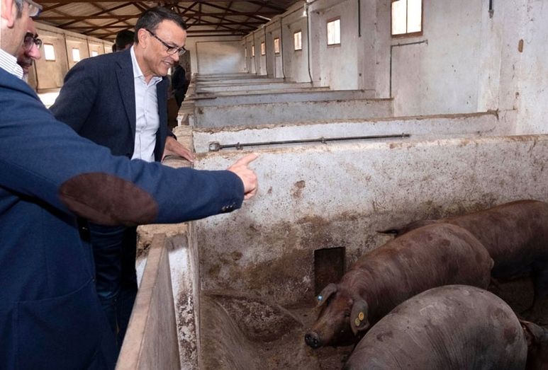La Diputación entrega 57 ejemplares de reproductores porcinos de raza ibérica a 17 explotaciones ganaderas de la provincia