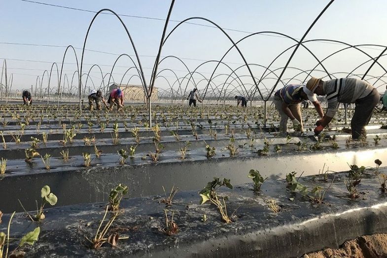 Crece un 2,8% la plantación de frutos rojos, sobre todo de fresas y arándanos