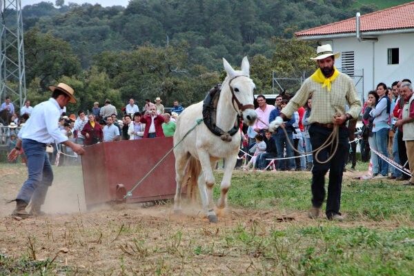 Puerto Moral revive su feria del ganado de silla y tiro añorando tiempos pasados