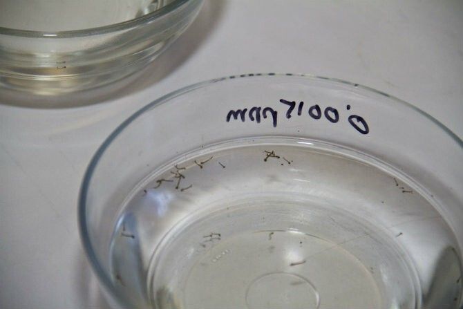 Se inicia el plan anual de mosquitos de la Diputación que da cobertura a 130.000 hectáreas