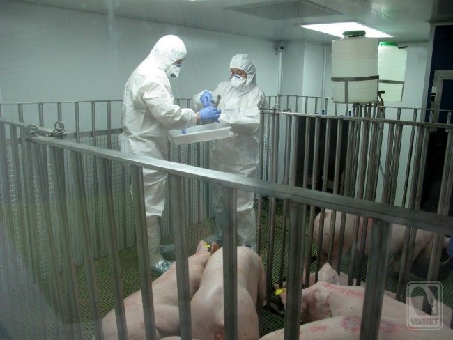TEICA creará un protcolo sobre el consumo de jamón en las embarazadas