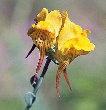Y la flora cogió la teta de atrás