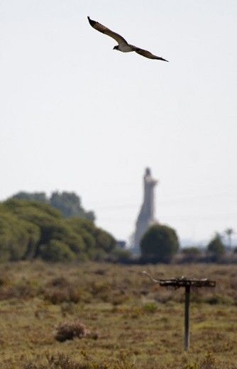 El regreso del águila pescadora