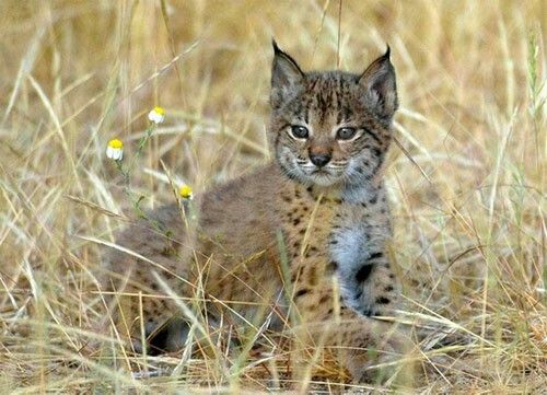La conservación del lince es 'una prioridad' para el Ministerio, según el secretario de Estado de Medio Ambiente