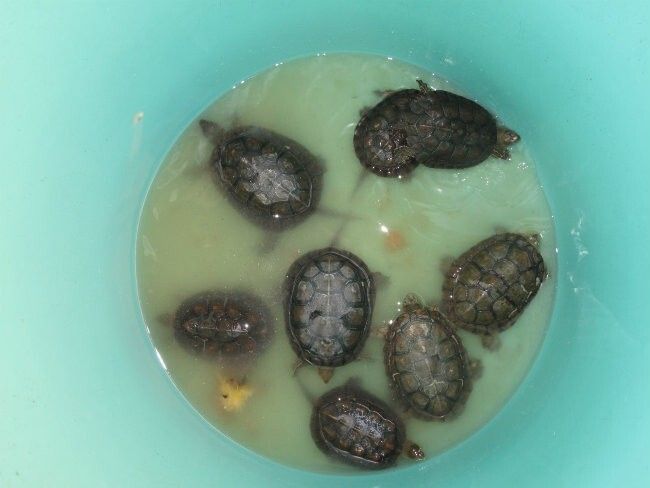 Imputan a cuatro personas por la venta ilegal de galápagos en Doñana para consumo humano