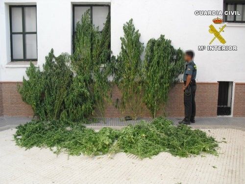 La Guardia Civil aprehende 67 kilos de marihuana en seis pequeñas plantaciones