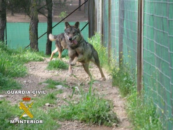 La Guardia Civil de Huelva recupera cinco lobos y un lince de una red de tráfico de especies protegidas