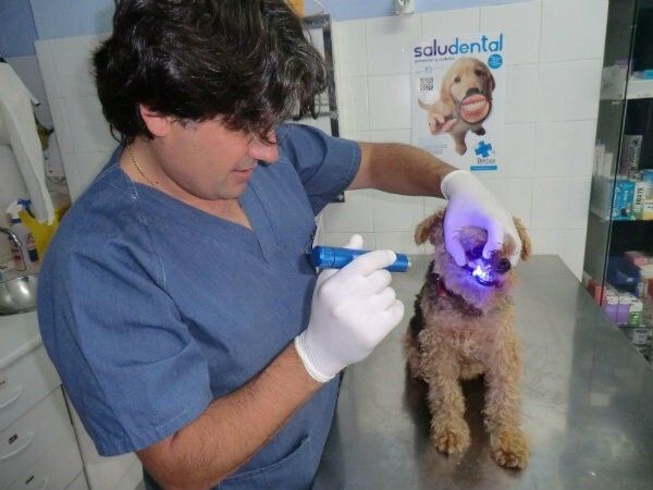 Jornada de revisiones dentales gratuitas para perros y gatos