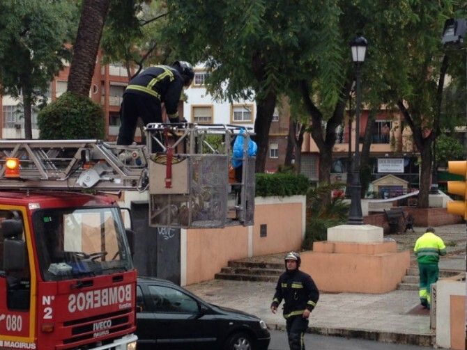 Una mujer resulta herida al caerle una palmera en plaza de La Merced