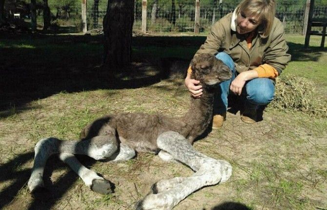 Nace 'Junquito', el tercer dromedario del Parque Dunar de Doñana