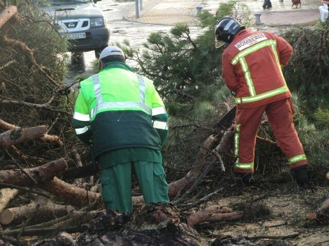 La caída de un pino centenario a causa del viento provoca el corte del tráfico en Nuevo Portil