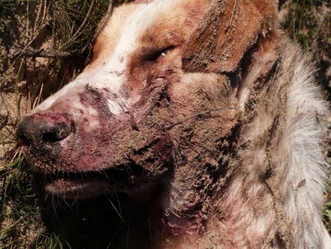 El Observatorio Justicia y Defensa Animal exige una investigación por la 'desproporcionada' matanzas de perros