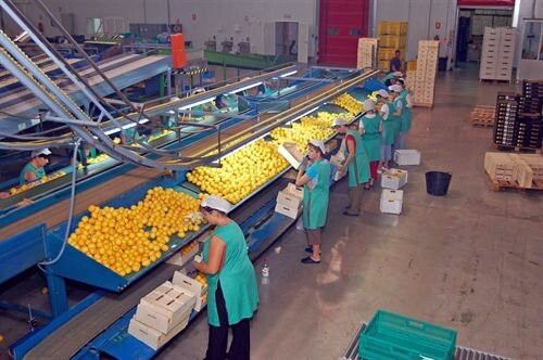 El sector cítrico exporta el 90% de su producción en una campaña que marcha a 'buen ritmo'