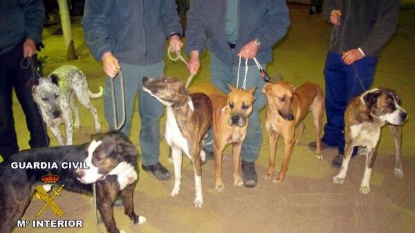 La Guardia Civil continúa con el seguimiento de actividades prohibidas en materia de caza con perros en Doñana