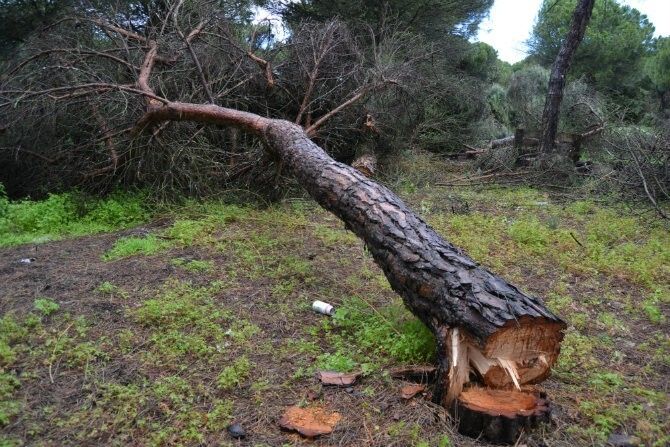 Indiscriminada tala de pinos en Mazagón