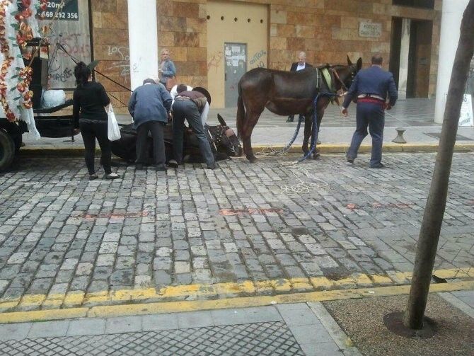 El veterinario de Emigrantes niega que falleciese ningún mulo durante el camino