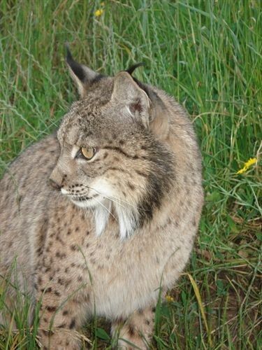 Localizan el cadáver de un lince ibérico atropellado