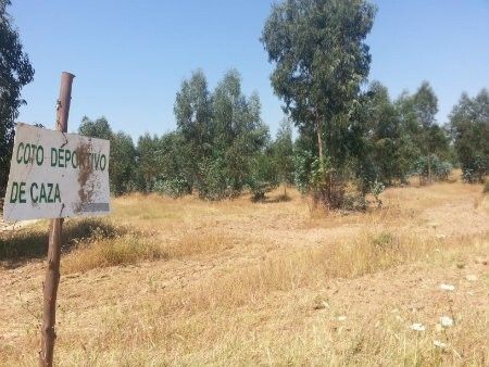 Hinojos renunciará al convenio con la Junta para la gestión de los montes propios