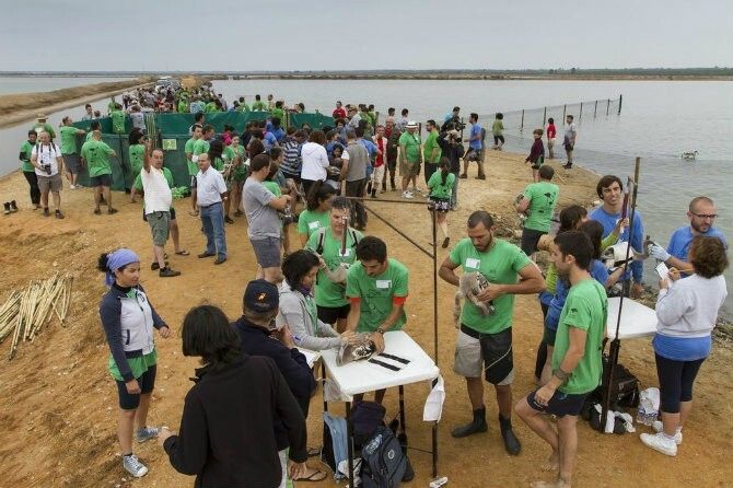 Anillan a unos 500 pollos de flamenco  rosa en Marismas del Odiel