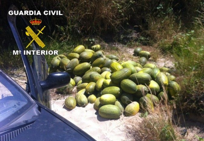 Detienen a 12 personas por robar más de 3.000 kilos de sandías y melones en distintas explotaciones agrícolas