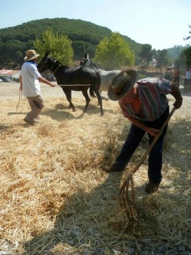 Magnífico espectáculo de la Trilla en la Era Grande